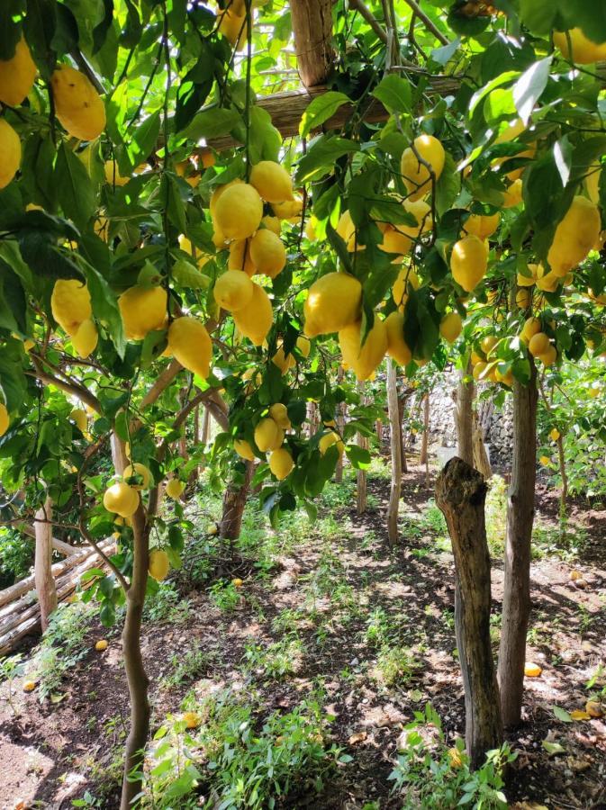 Eden Tra I Limoni Διαμέρισμα Minori Εξωτερικό φωτογραφία